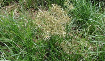  Tiriricão