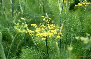 Foeniculum vulgare Mill 