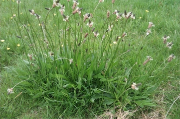 Tanchagem-sete-veias