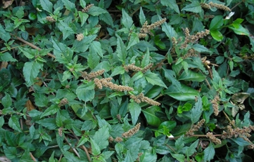 Caruru