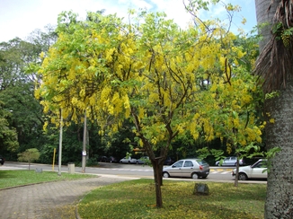 Chuva-de-ouro