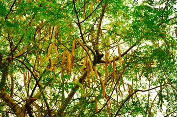 Moringa