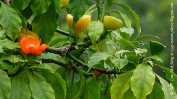 Ora-pró-nobis-amazônico