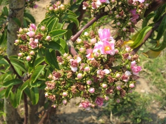 Rosa-madeira