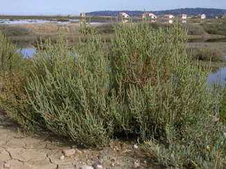 Salicórnia