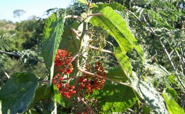 Cansação