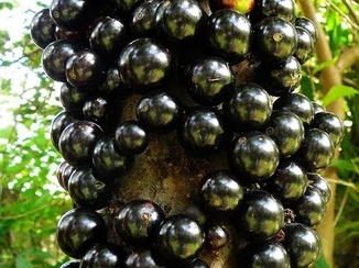Jabuticaba
