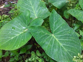 Taioba