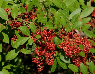 Pimenta-rosa 
