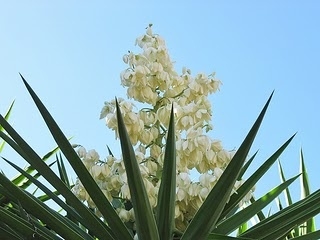 Iuca-mansa
