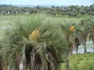 Butiá 