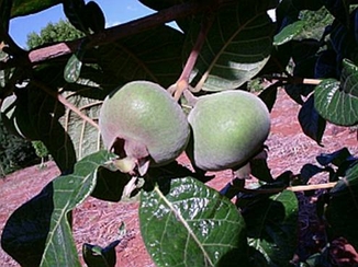 Guabiroba Rugosa
