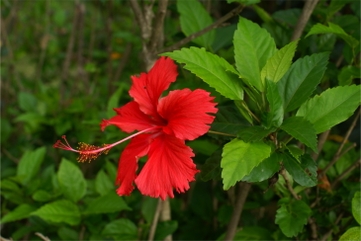  Hibisco