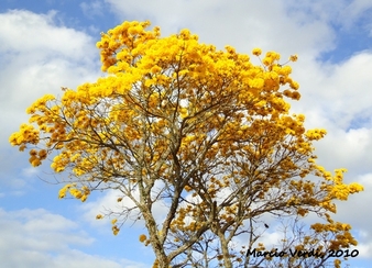 Ipê-Amarelo