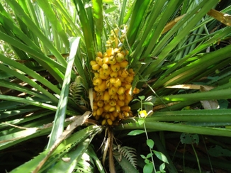 Bananinha-do-mato