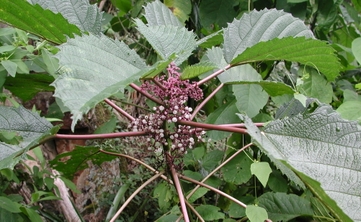 Urtigão